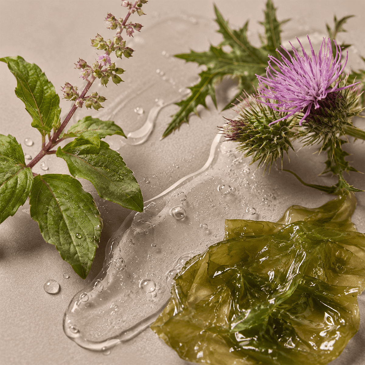Siła naturalnego składu kosmetyków Tierra Natural - kompleks z tulsi, ostropestu i algi.
