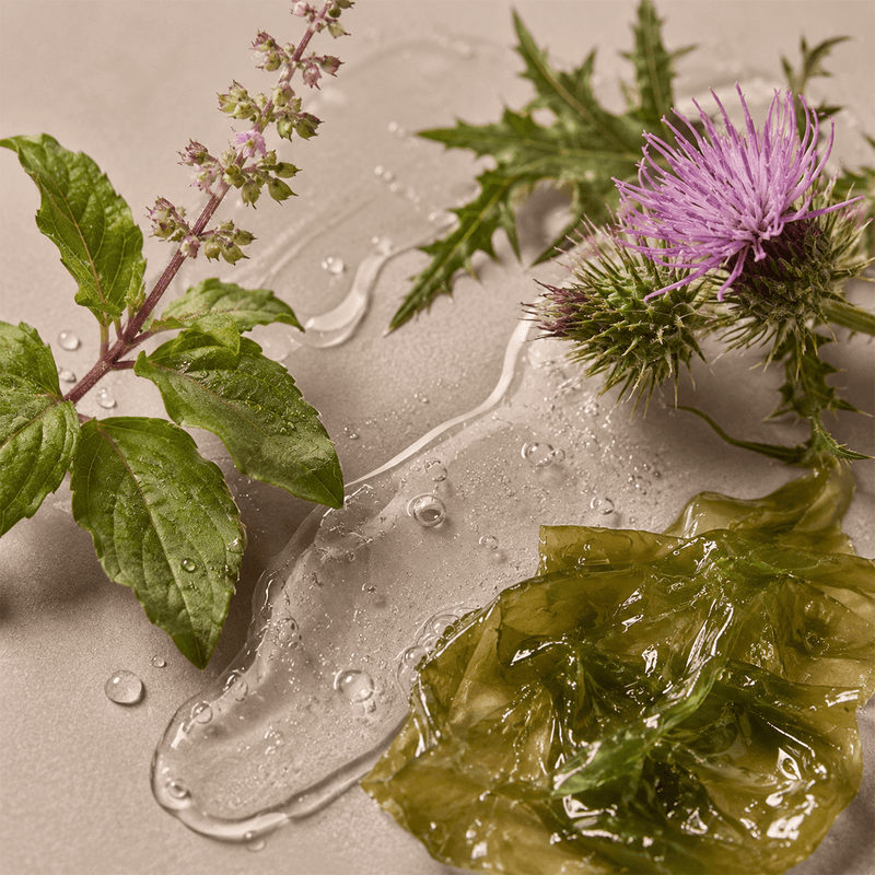Kompleks z tulsi, ostropestu i algi Enteromorpha compressa